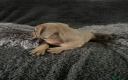 Mixed Breed dogs for sale: American bulldog X French bulldog last 3 left  - Image 16