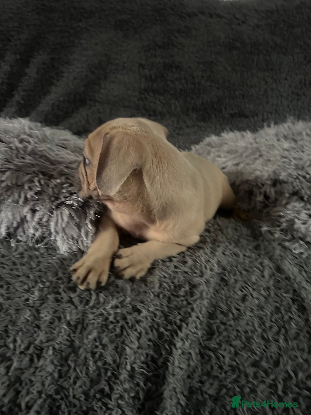 Mixed Breed dogs for sale: American bulldog X French bulldog last 3 left  - Image 16