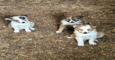 Border Collie dogs - Advert 5