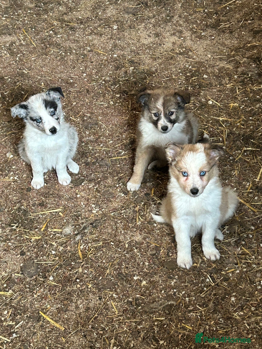 Border Collie dogs for sale: A beautiful mixed litter of border collies  - Image 2