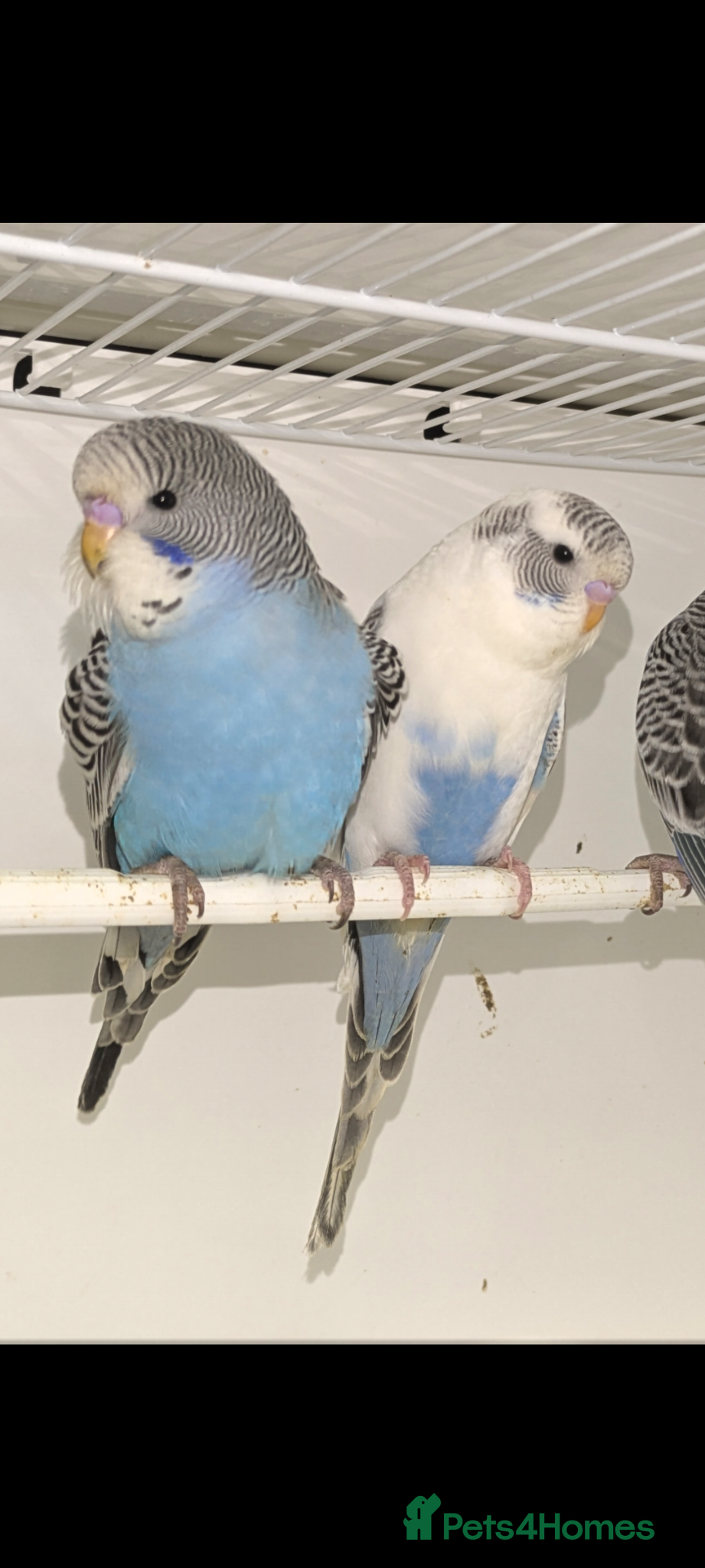 Budgerigars birds Baby Budgies - Advert 1