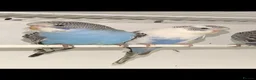 Budgerigars birds for sale: Baby Budgies - Advert 1