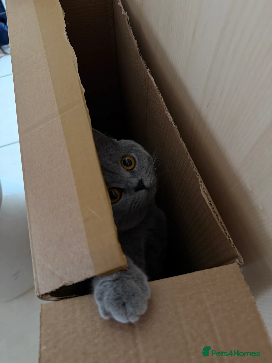 British Shorthair cats for sale: Nina The British shorthair  - Advert 2