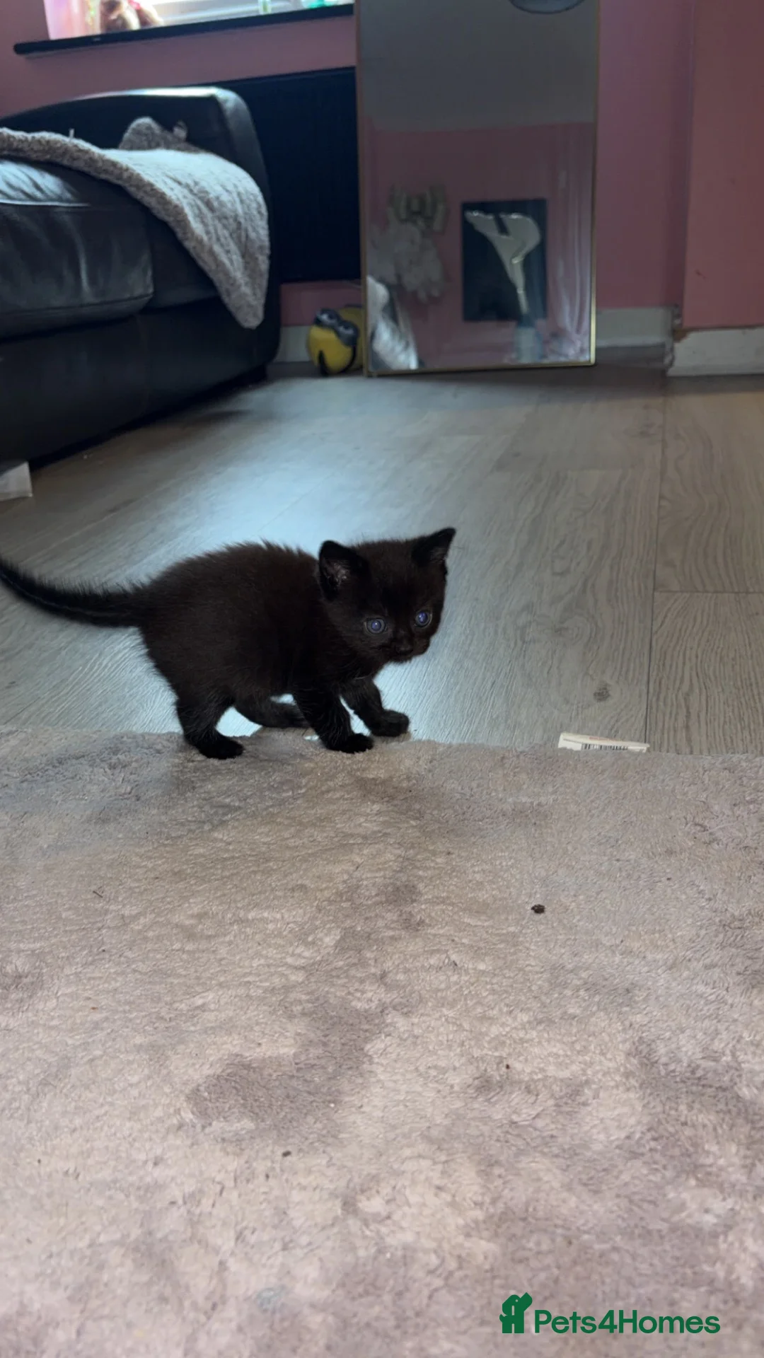 Mixed Breed cats for sale: 2 adorable kittens  - Advert 2