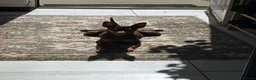 Miniature Pinscher dogs for sale: STUNNING father & daughter min pins  - Advert 3