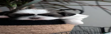 Shih Tzu 1