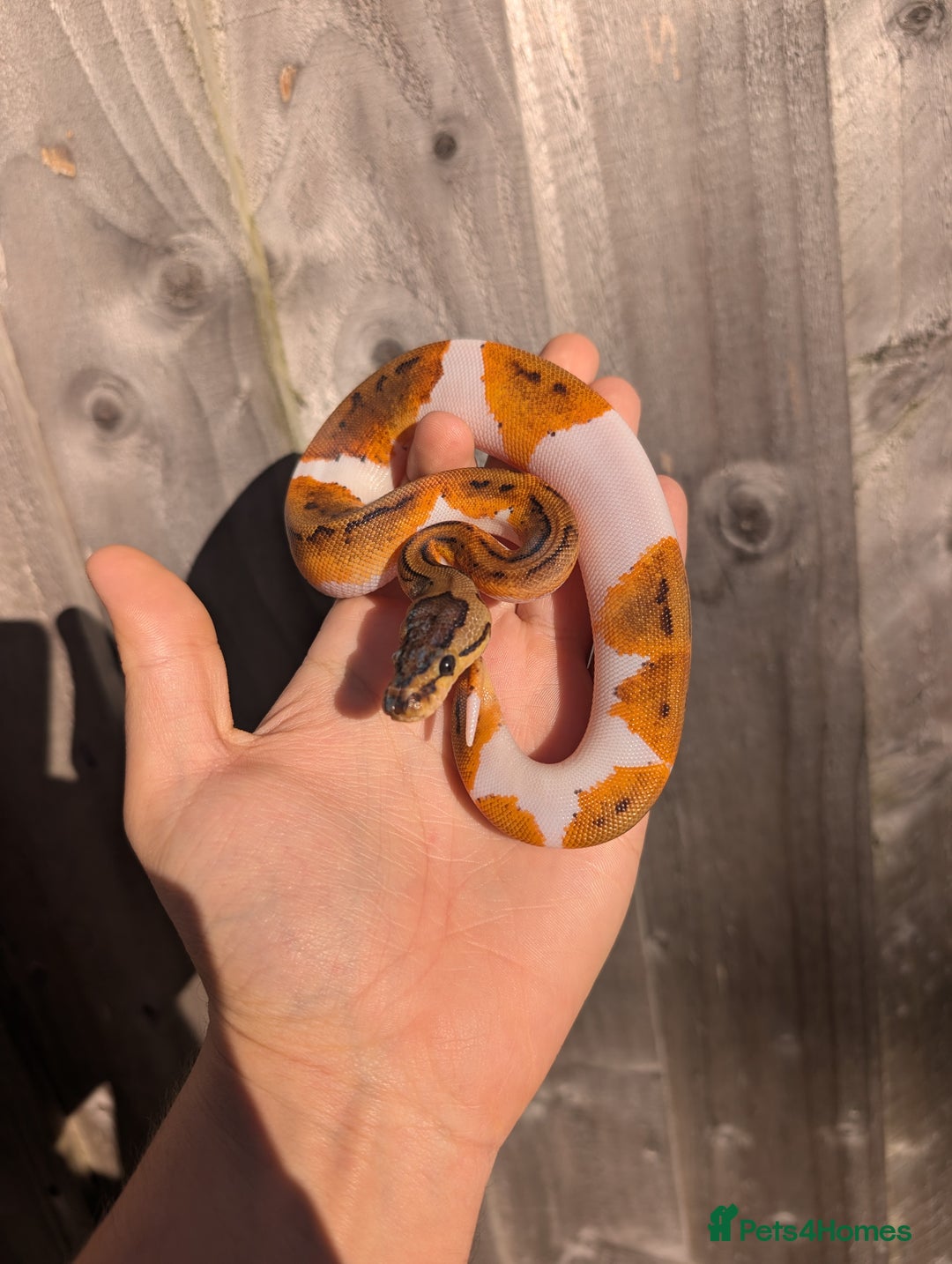 Python Snake reptiles for sale: Pied combination ball pythons  - Advert 2