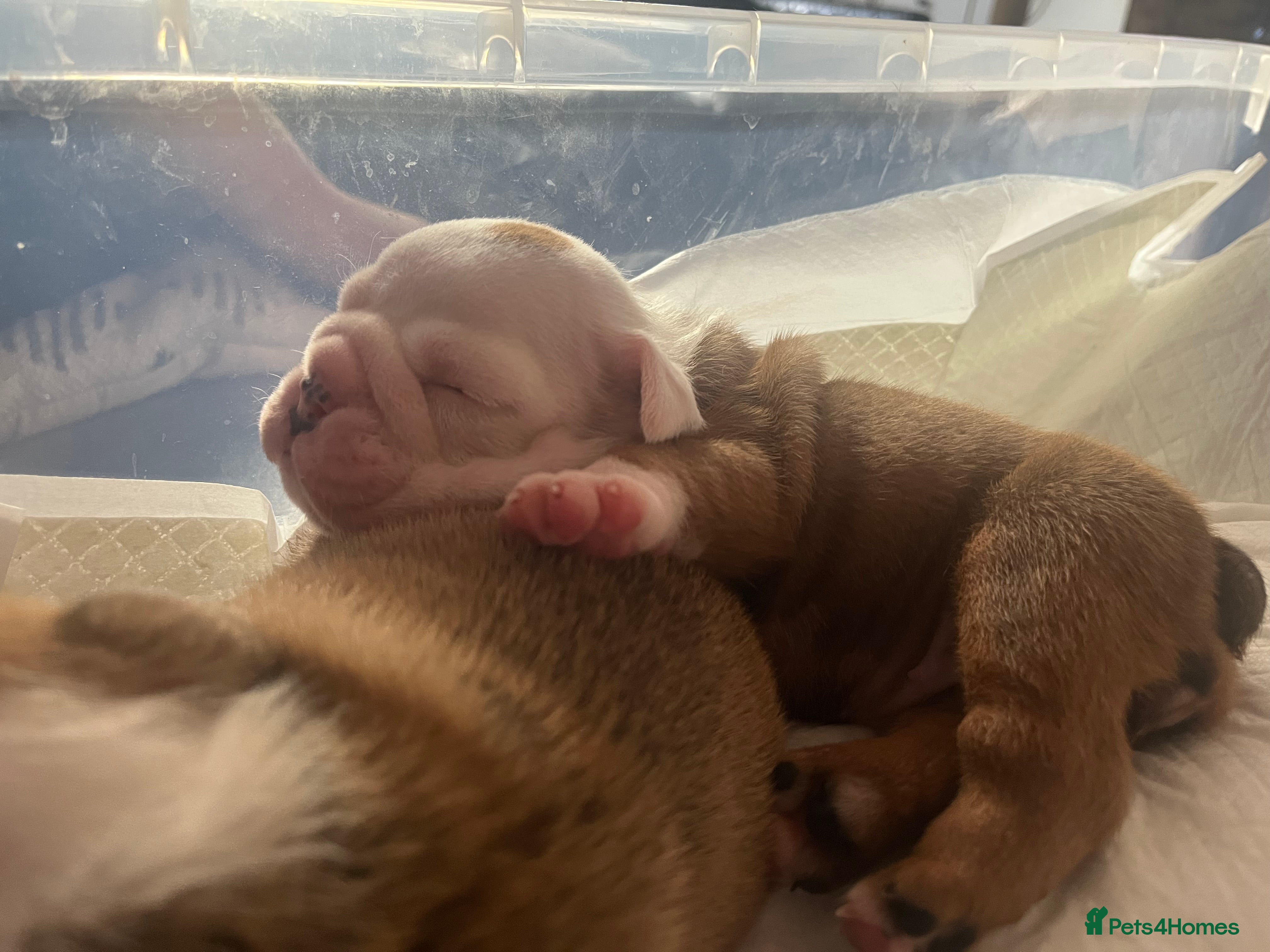 English Bulldog dogs 2 stunning girls dad is gold health tested  - Advert 2
