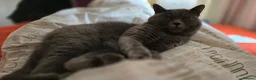 British Shorthair cats for stud: Aris – Handsome Blue Male Available for Stud - Advert 3