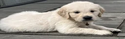 Golden Retriever dogs for sale: KC Registered Vet Health Checked Puppies - Advert 13