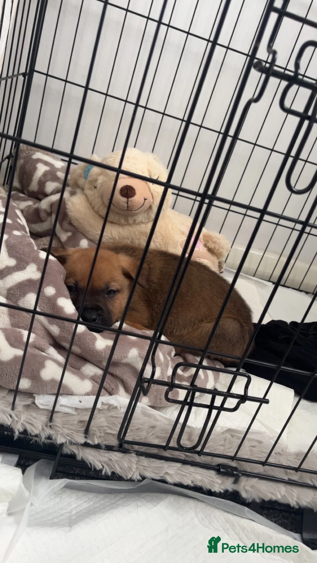 Mixed Breed dogs for sale: 12 week old male German Shepherd x Rotweiller in London - Advert 6