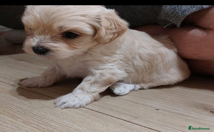 Maltipoo dogs - Advert 6
