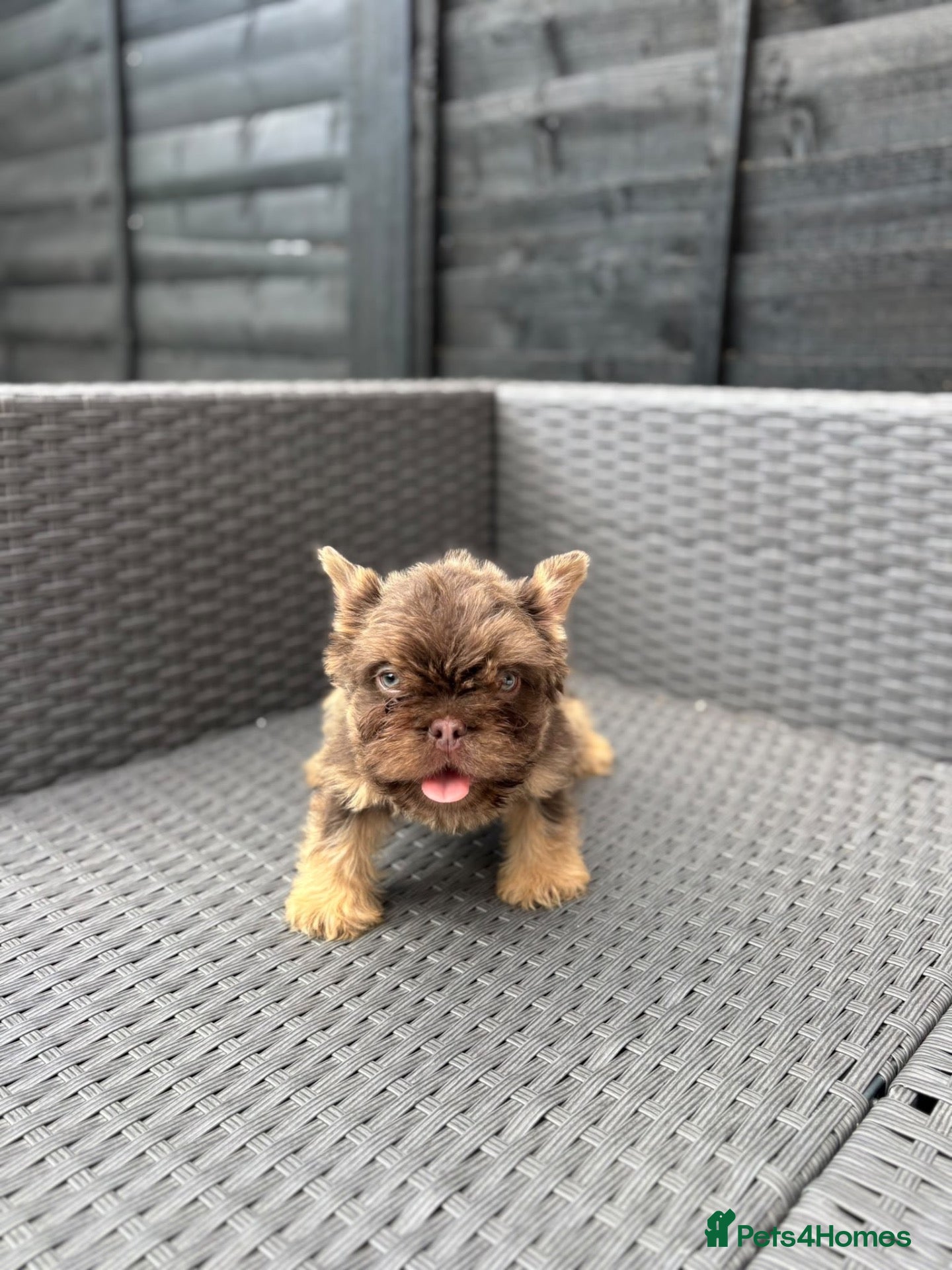 French Bulldog dogs for sale: REDUCED FlOODLE /French bulldogs - Advert 1