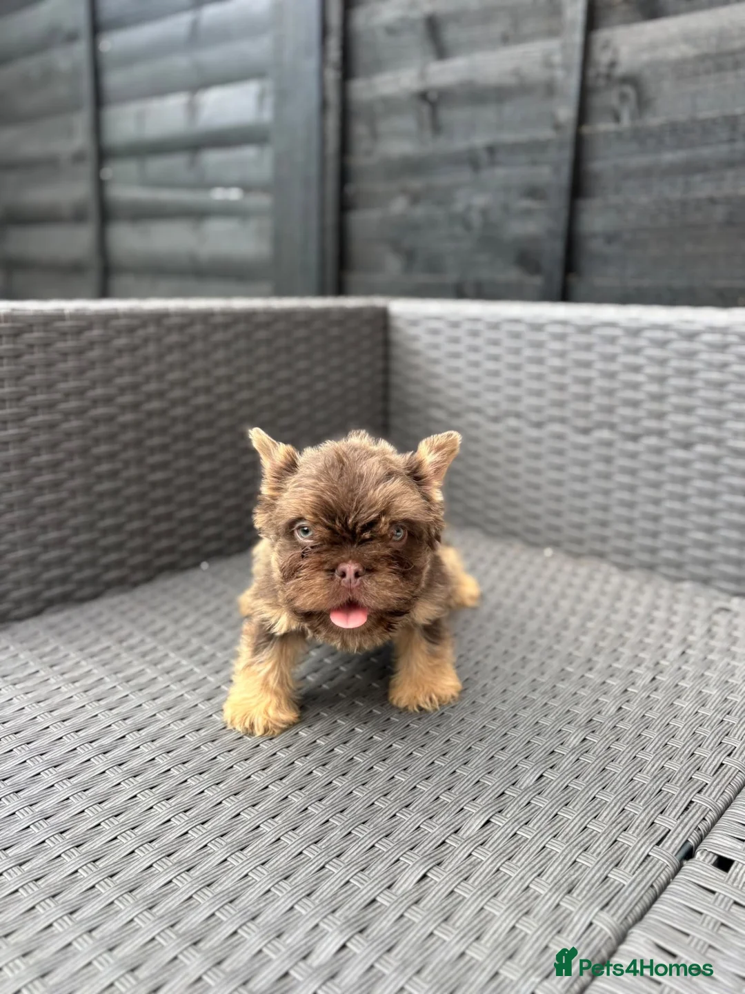 French Bulldog dogs for sale: REDUCED FlOODLE /French bulldogs - Advert 1