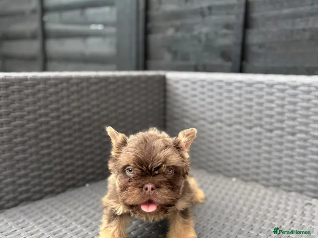 French Bulldog dogs for sale: REDUCED FlOODLE /French bulldogs - Advert 1