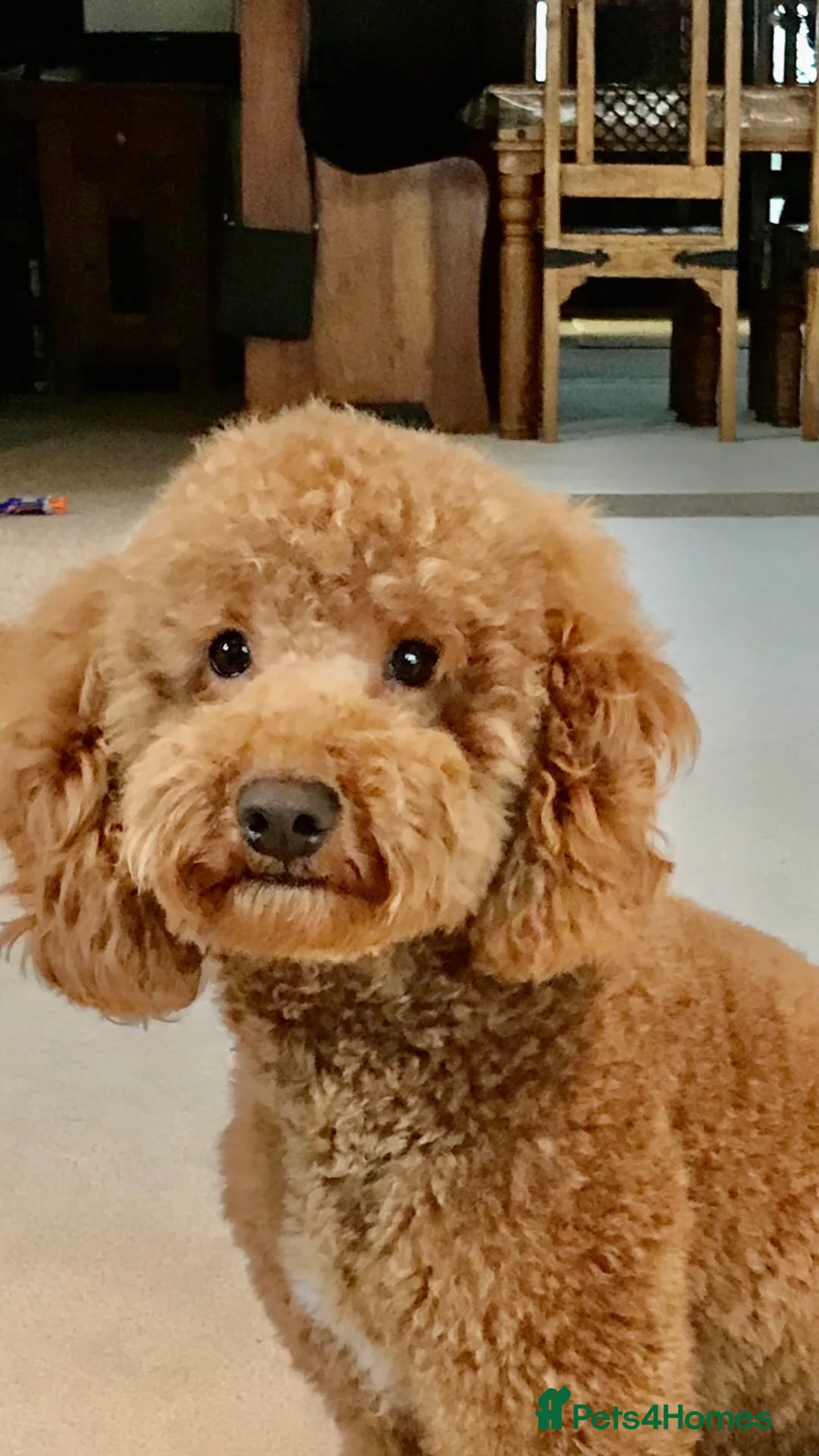 Poodle dogs for stud: ❤️Health Tested Beautiful red poodle for stud❤️ in Colchester - Advert 2
