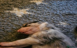 Border Collie dogs for sale: Unique blue merle border collie puppies - Image 23