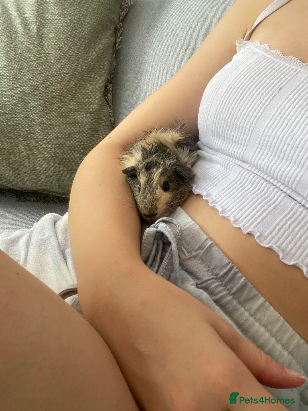 Guinea Pig rodents for sale: Fluffy and sweet Baby guinea pig  - Image 3