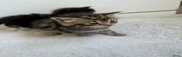 Domestic Shorthair cats for sale: 6 beautiful kittens  - Advert 4