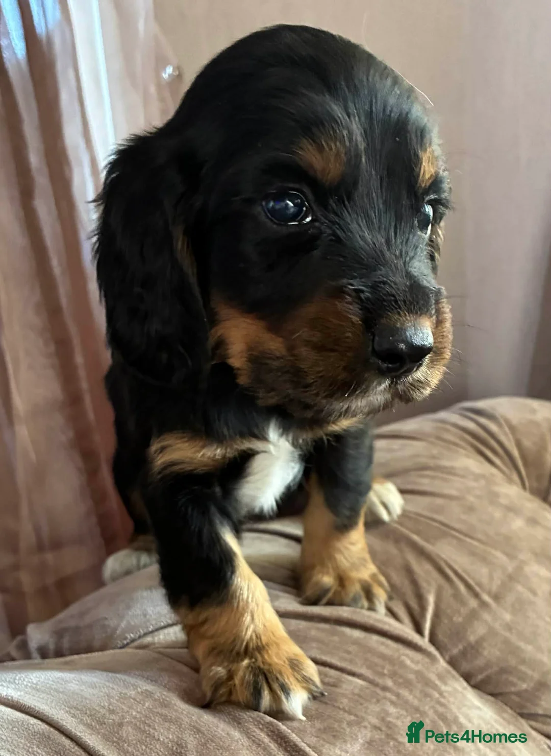 Cocker Spaniel dogs for sale: Beautiful cocker spaniel puppies  in Reading - Advert 5