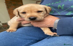 Labrador Retriever dogs for sale: Labrador retriever puppies  - Image 1