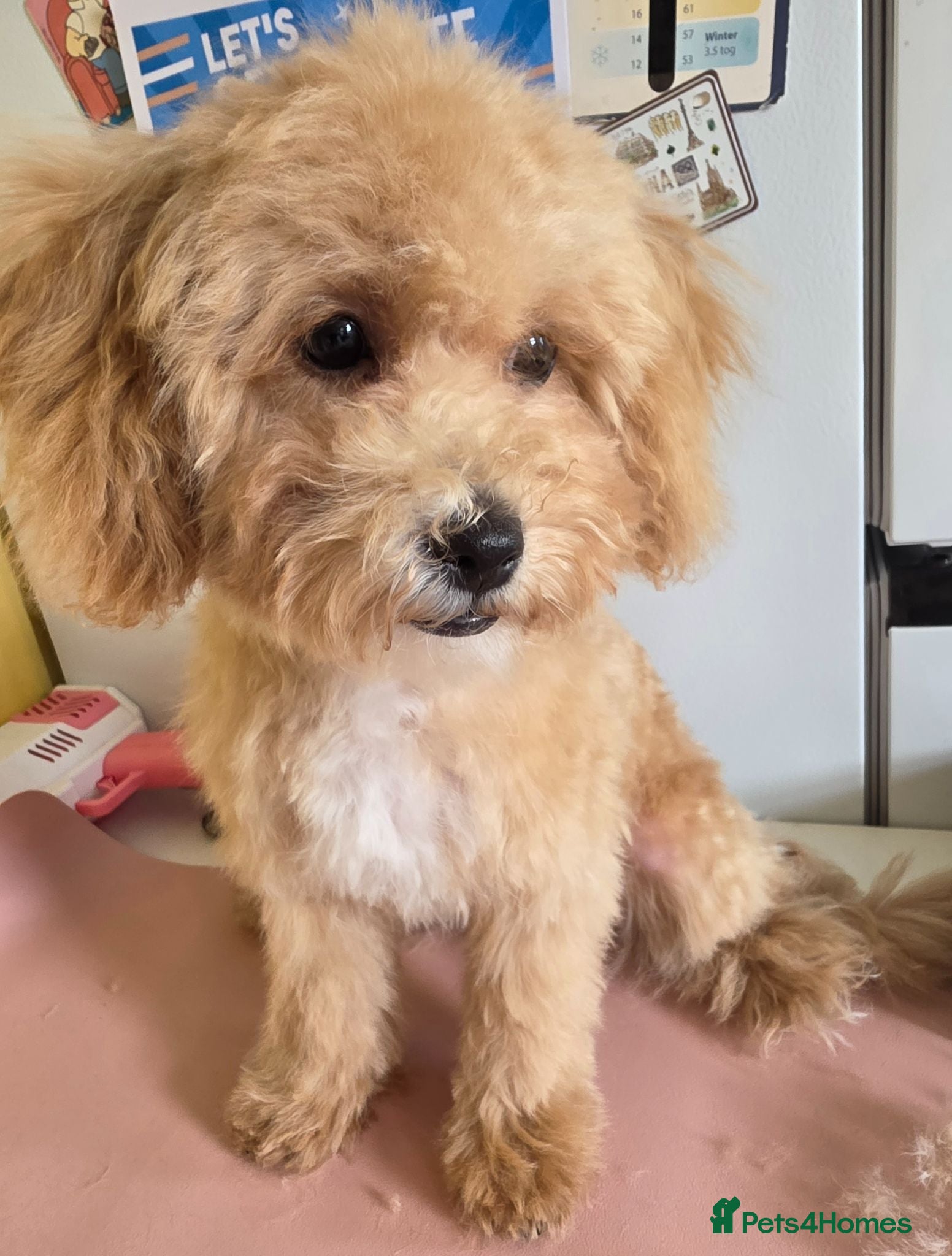 Poochon dogs Bichon X Toy Poodle ( poochon) - Advert 6