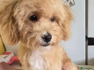 Poochon dogs Bichon X Toy Poodle ( poochon) - Advert 6