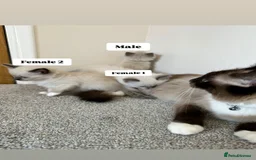 Ragdoll cats for sale: Purebred Ragdoll Kittens Looking for Forever Homes - Image 5