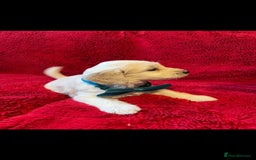 Double Doodle dogs for sale: Beautiful Double Doodles puppies  - Image 12