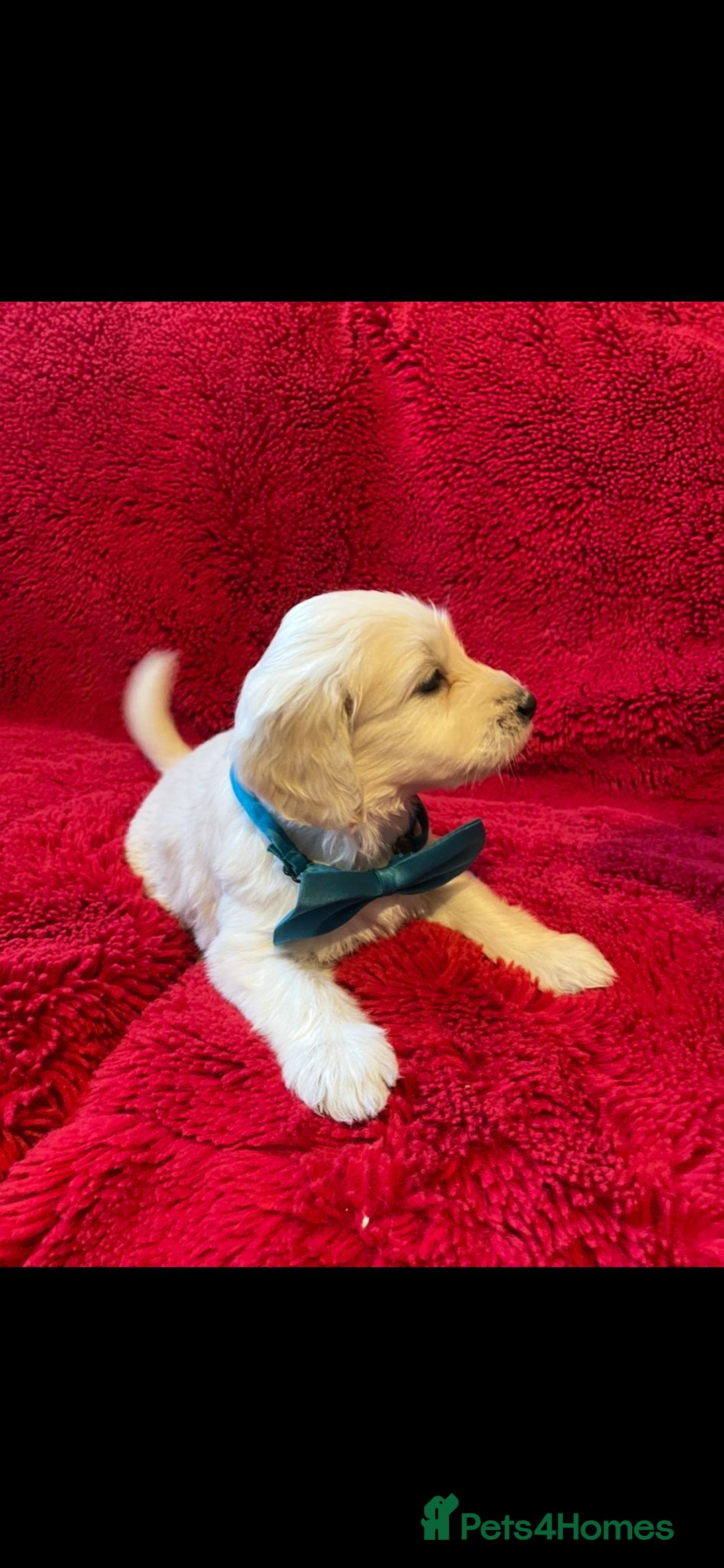 Double Doodle dogs for sale: Beautiful Double Doodles puppies  - Image 12