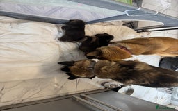 Akita dogs for sale: Bear face American akita puppy for sale  - Image 11