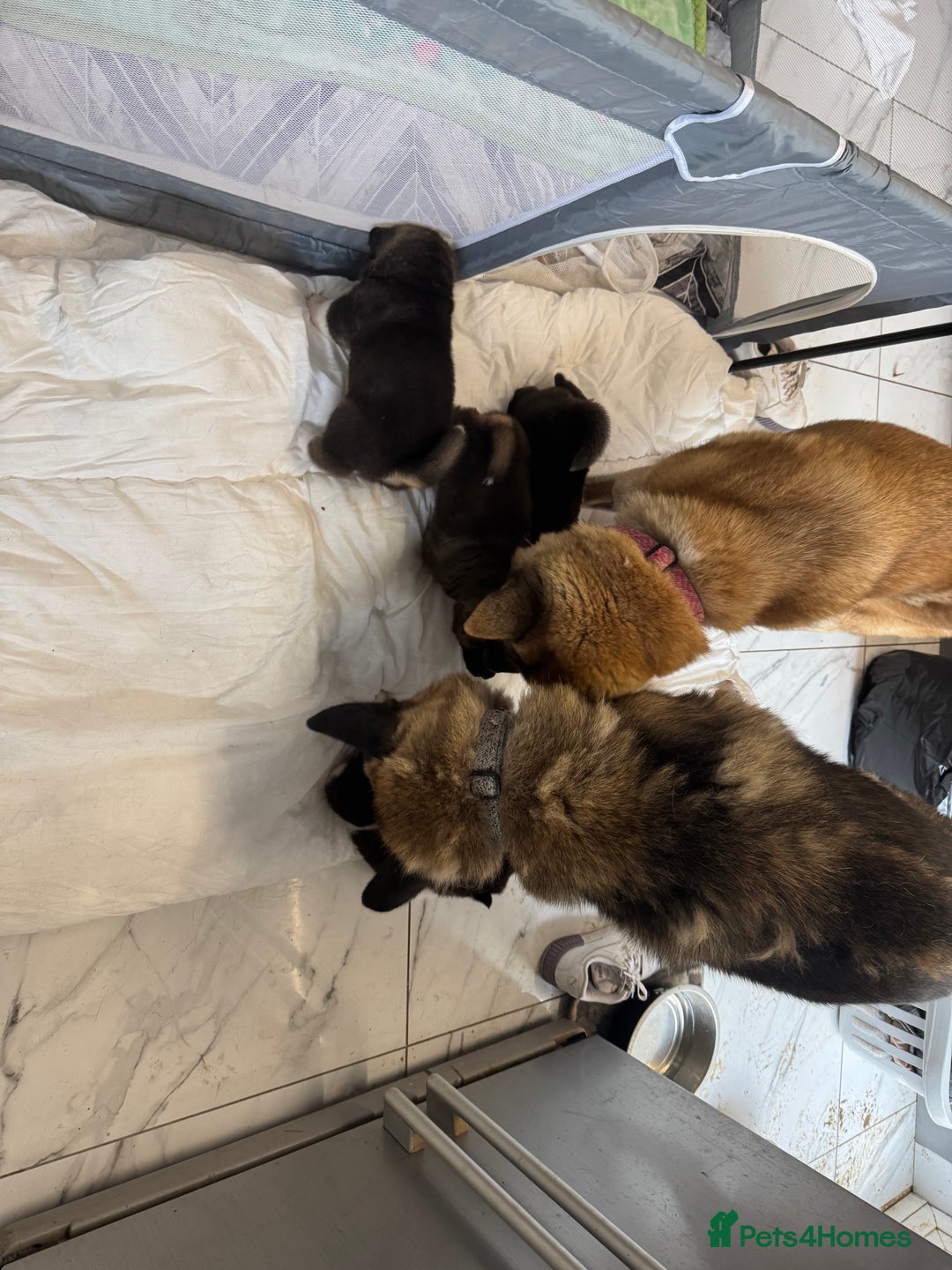 Akita dogs for sale: Bear face American akita puppy for sale  - Image 11