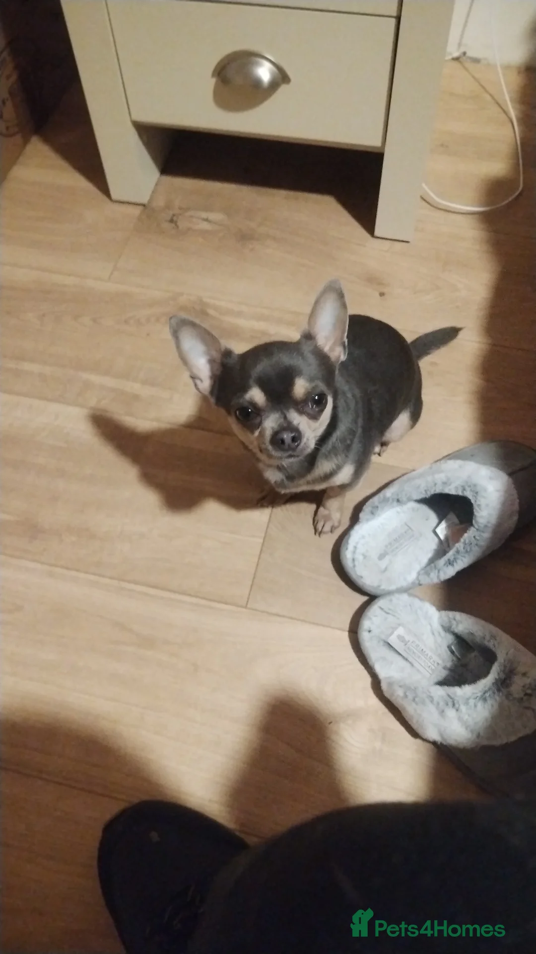 Chihuahua dogs for sale: Male Chihuahua  - Advert 2