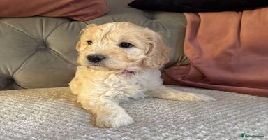 Goldendoodle dogs - Advert 6