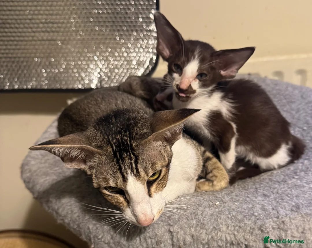 Oriental cats for sale: GCCF Oriental kittens  - Advert 2