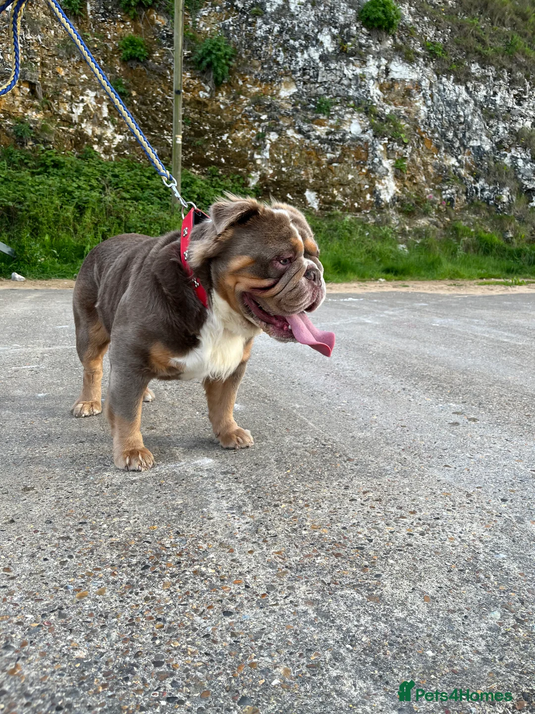 English Bulldog dogs for stud: Fluffy English Bulldog  in Margate - Advert 6