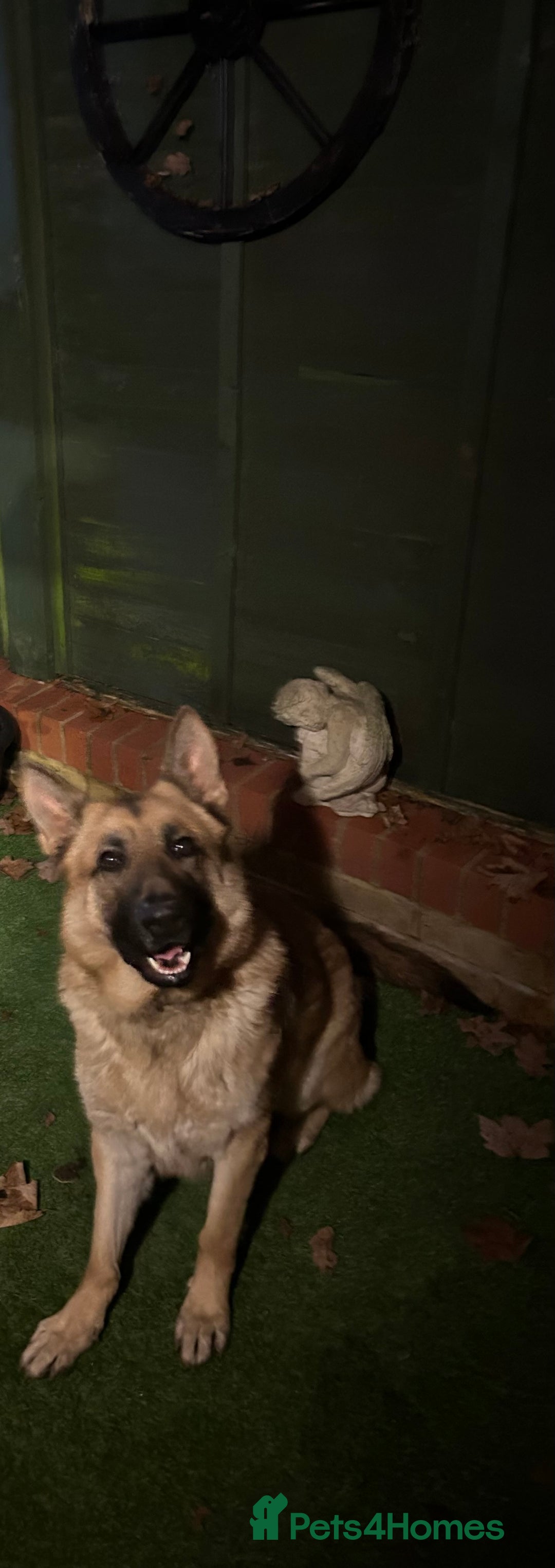 German Shepherd dogs for sale: Male German shepherd  - Advert 8