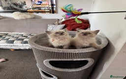 Ragdoll cats for sale: Adorable Ragdoll baby’s  - Image 8