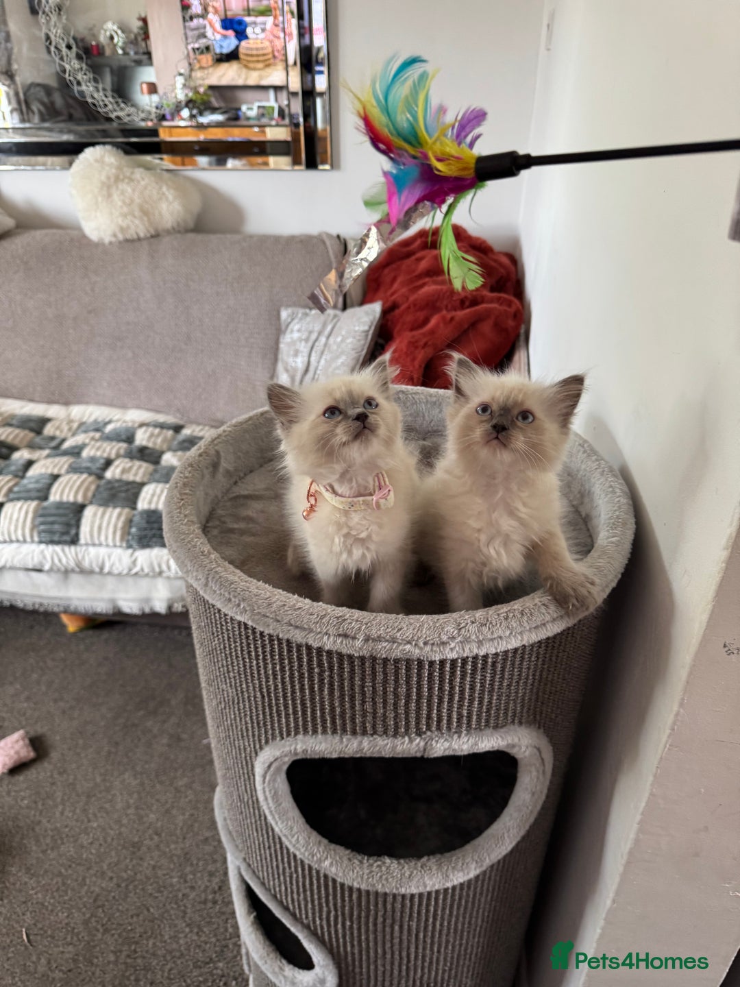 Ragdoll cats for sale: Adorable Ragdoll baby’s  - Image 8
