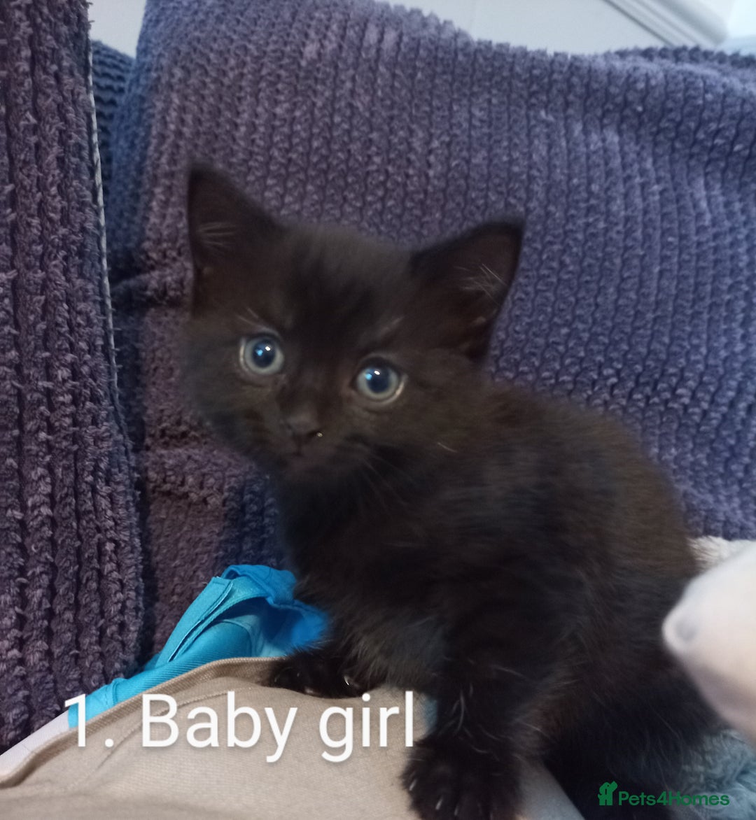Mixed Breed cats for sale: Kittens  - Image 4