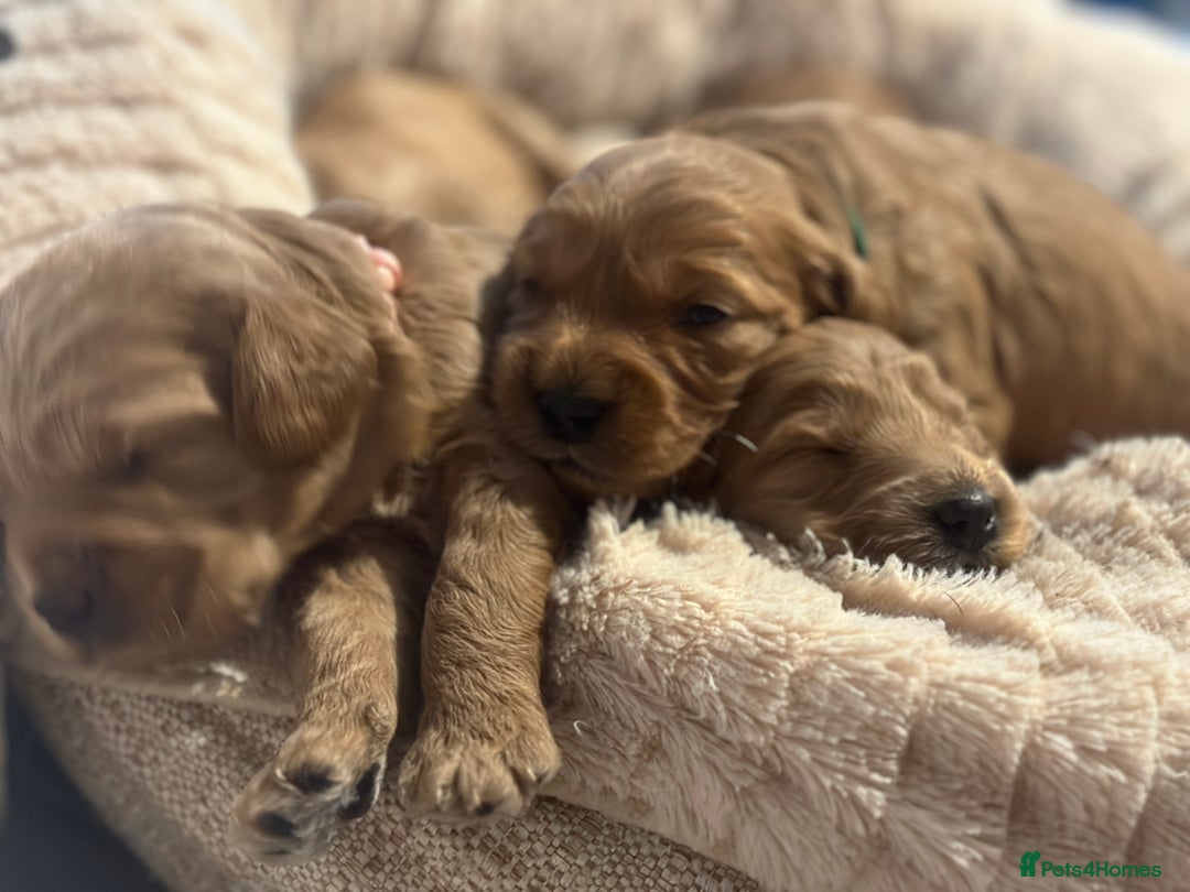 Cockapoo dogs for sale: F1 Cockapoos - Advert 7