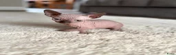 Sphynx cats for sale: 3 Girls left TICA Canadian Elf Sphynx  - Advert 5
