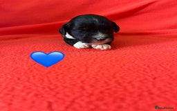 Havanese dogs for sale: 🐾 9 Havanese Puppies for Their Forever Homes 🐾 - Image 12