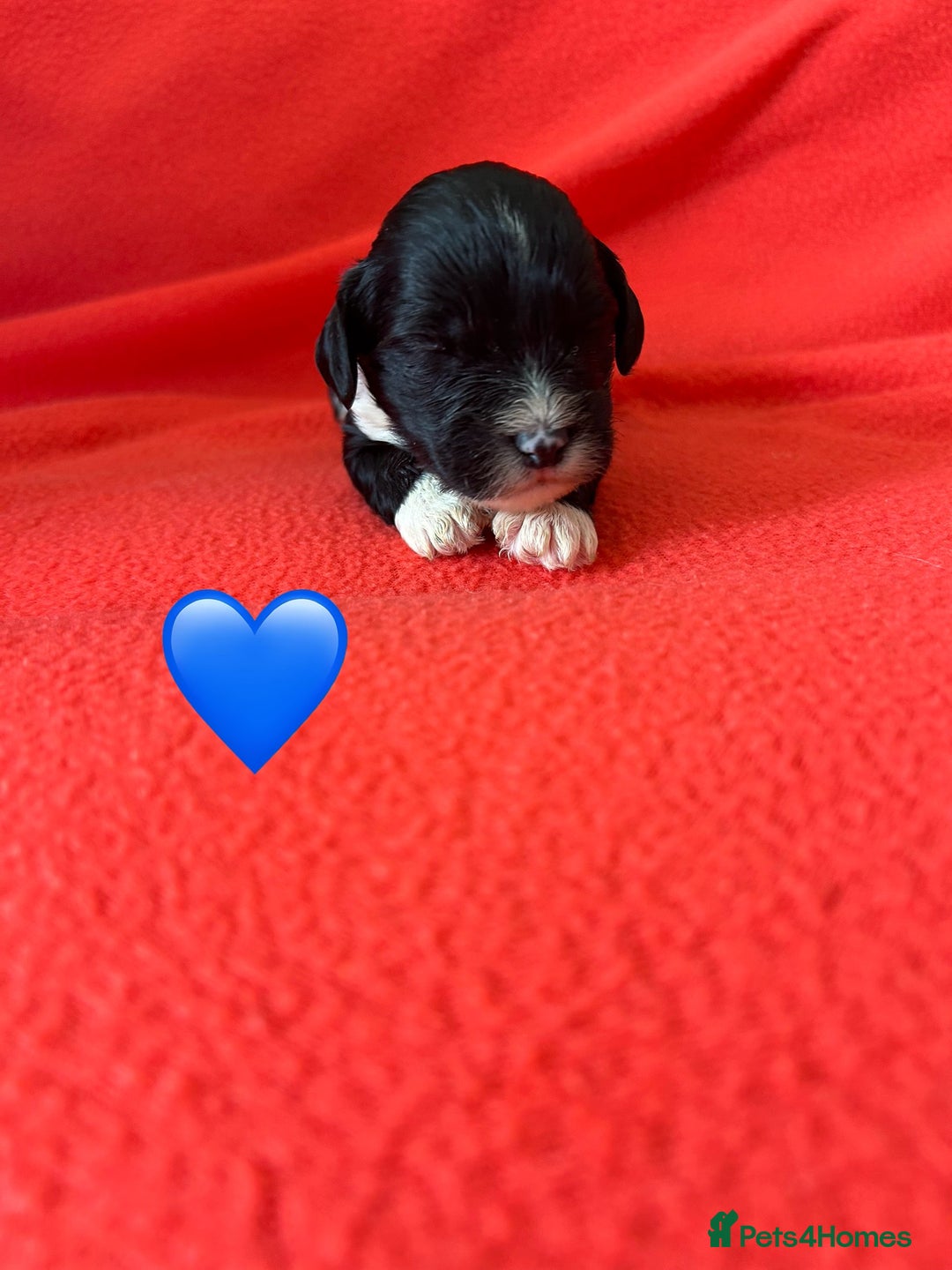 Havanese dogs for sale: 🐾 9 Havanese Puppies for Their Forever Homes 🐾 - Image 12