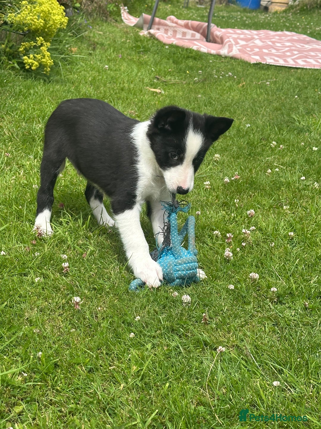 Border Collie dogs for sale: BORDER COLLIE PUPS 1 BOY LEF - Image 12