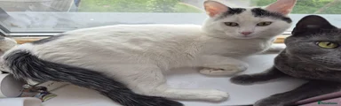 Russian Blue Kitten 2