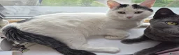 Russian Blue cats for sale: 2 Beautiful natured cats for sale  - Advert 5