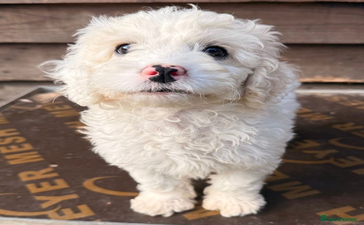 Cockapoo dogs - Advert 1