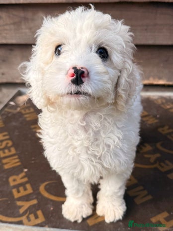 Canine Puppies For Sale Coton De Tulear Breeder Near Me Bath Pets