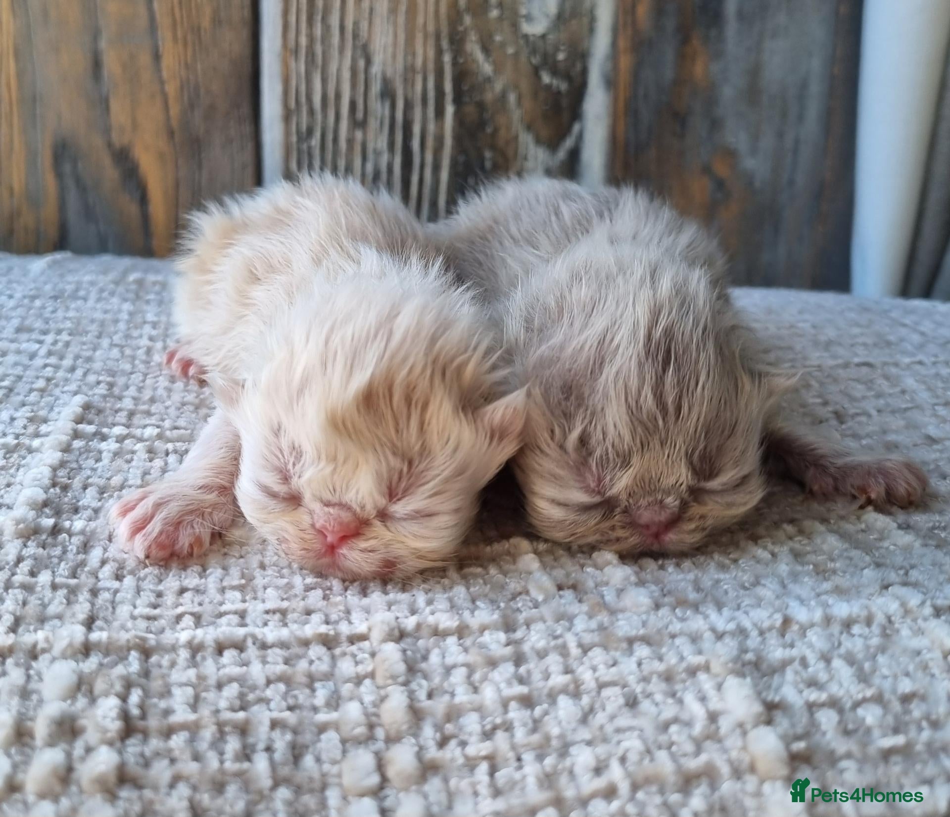 Persian cats Beautiful cream and grey persian babies - Advert 4